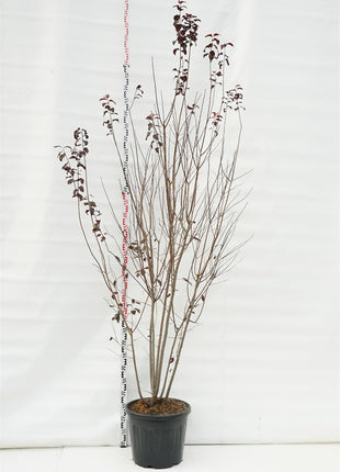 Prunus cer. 'Nigra'