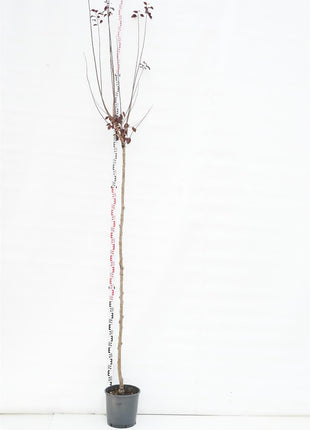 Prunus cer. 'Nigra'