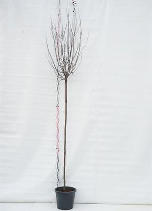 Prunus cer. 'Nigra'