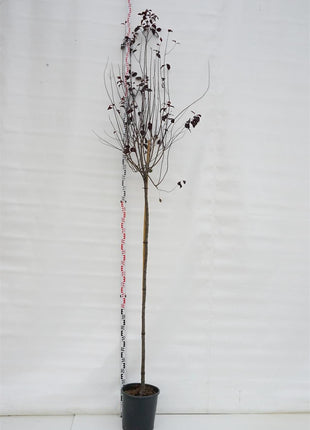 Prunus cer. 'Nigra'