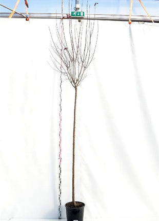 Prunus cer. 'Nigra'
