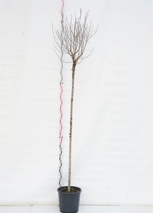 Prunus eminens 'Umbraculifera'