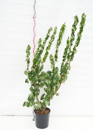 Prunus mume