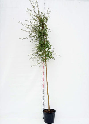 Quercus suber