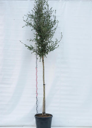 Quercus suber