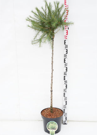 Larix dec. 'Kornik'