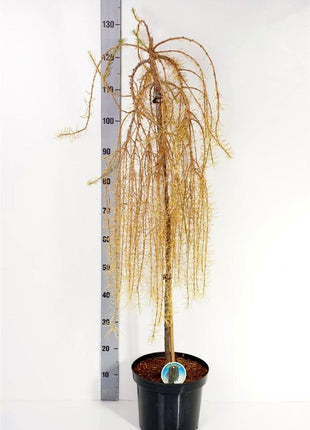 Larix dec. 'Puli'