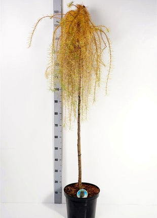 Larix dec. 'Puli'