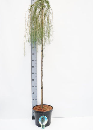 Larix dec. 'Puli'
