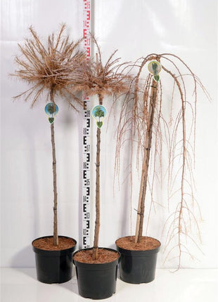 Larix in cultivars