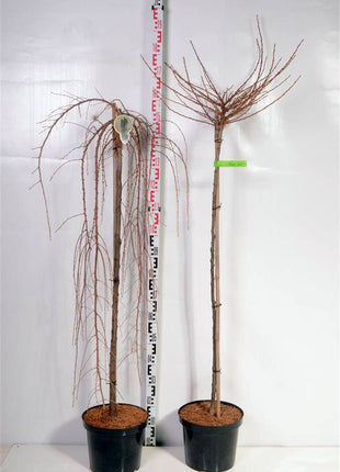 Larix in cultivars