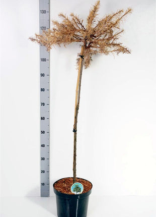 Larix kaempf. 'Blue Dwarf'