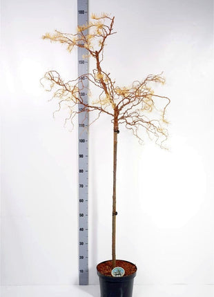 Larix kaempf. 'Diana'
