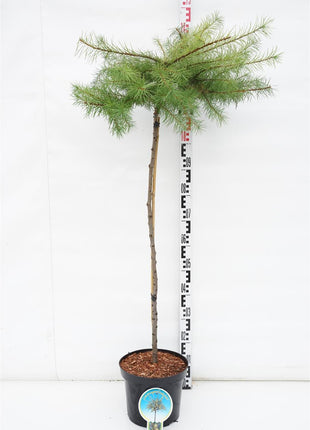 Larix kaempf. 'Magic Gold'