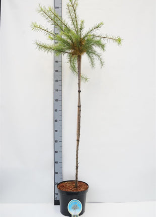 Larix kaempf. 'Magic Gold'