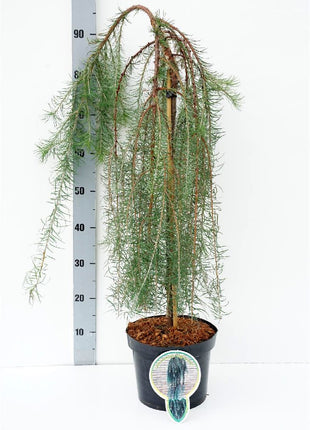 Larix kaempf. 'Stiff Weeper'