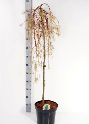 Larix kaempf. 'Stiff Weeper'