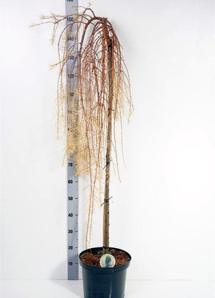 Larix kaempf. 'Stiff Weeper'