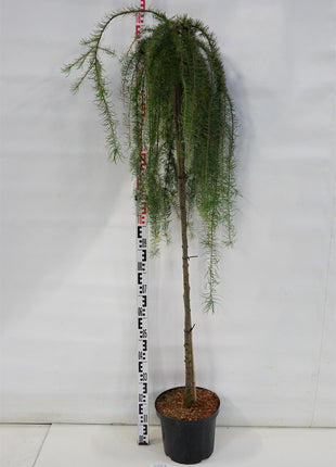 Larix kaempf. 'Stiff Weeper'