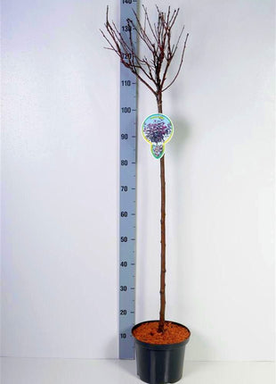 Prunus cistena
