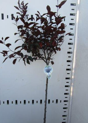 Prunus cistena