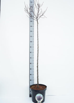 Prunus cistena