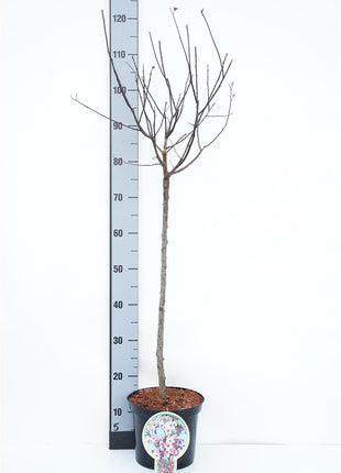 Prunus cer. 'Nigra'