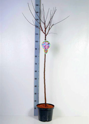 Prunus cer. 'Nigra'