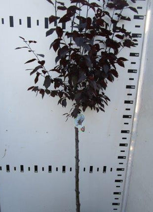 Prunus cer. 'Nigra'