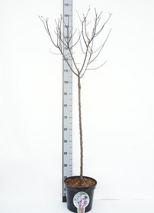 Prunus cer. 'Nigra'