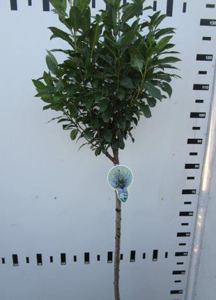 Prunus eminens 'Umbraculifera'