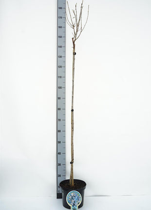Prunus eminens 'Umbraculifera'