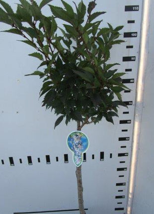 Prunus incisa 'Cunera'