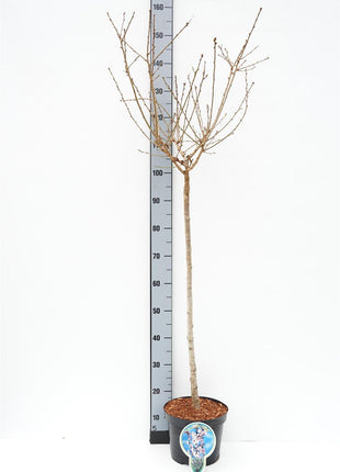 Prunus incisa 'Cunera'