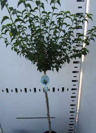 Prunus incisa 'Fujiyama'