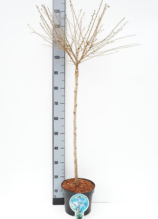 Prunus incisa 'Fujiyama'