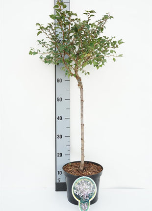 Prunus incisa 'Kojou-no-mai'
