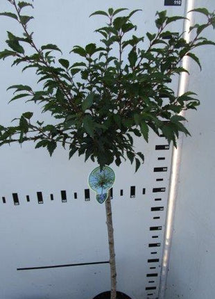 Prunus incisa 'Mikinori'