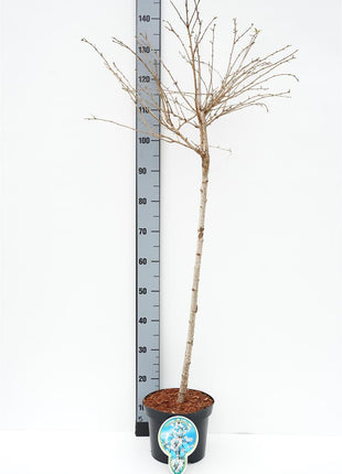 Prunus incisa 'Mikinori'