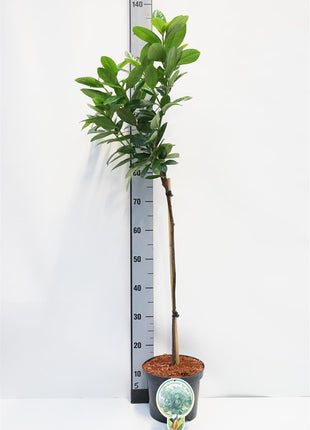 Prunus laur. 'Ani'