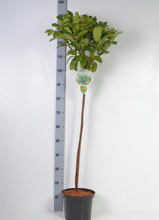 Prunus laur. 'Ani'