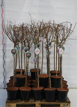 Prunus in cultivars
