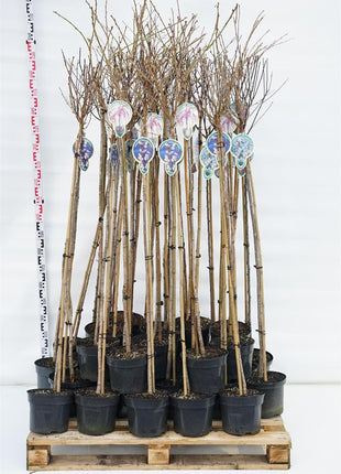 Prunus in cultivars
