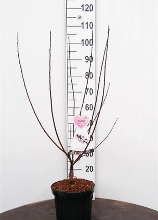 Prunus cistena