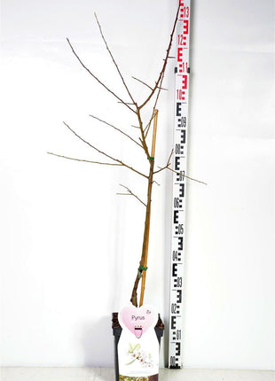 Prunus cistena