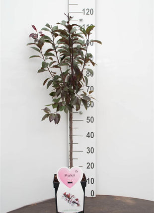 Prunus cistena