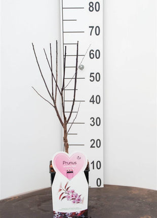 Prunus cer. 'Nigra'