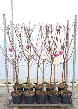 Prunus domestica i sorter (frukt)