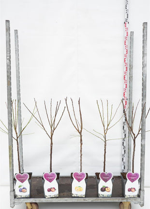 Prunus domestica i sorter (frukt)