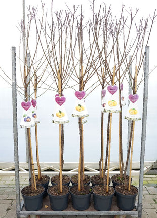 Prunus domestica i sorter (frukt)